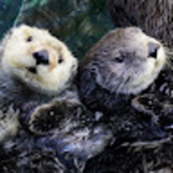 Meet your Posher, Hailey - Picture 1 of 1